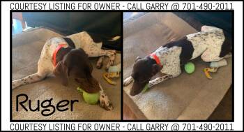 Ruger - COURTESY LISTING FOR OWNER -  German Shorthaired Pointer Dog for Adoption in Valley City, North Dakota - Ruger - COURTESY LISTING FOR OWNER | PetCurious