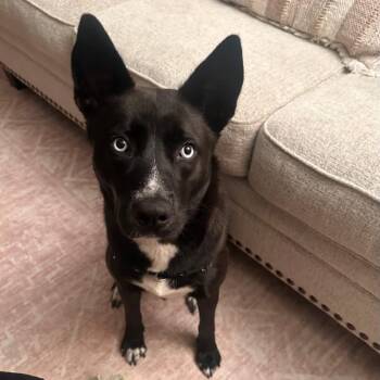 Autumn -  Husky Dog for Adoption in Richmond, Kentucky - Autumn | PetCurious