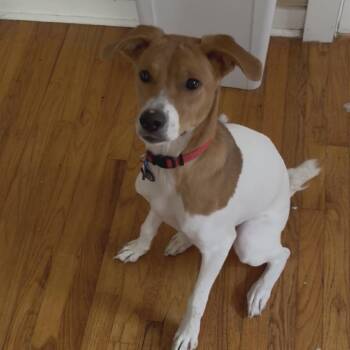 Lily Pad -  Retriever Dog for Adoption in New York, New York - Lily Pad | PetCurious