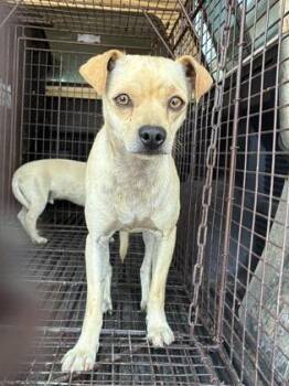 Dallas -  Chihuahua and Mixed Breed Dog for Adoption in Fresno, California - Dallas | PetCurious
