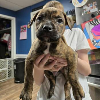 Pit Bull Terrier and Mixed Breed Dogs Available for Adoption - Ozark | PetCurious