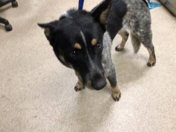 Australian Cattle Dog Blue Heeler Dogs Available for Adoption - RUGER | PetCurious