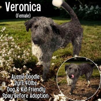 Aussiedoodle Dogs Available for Adoption in Westwood, New Jersey - Veronica | PetCurious