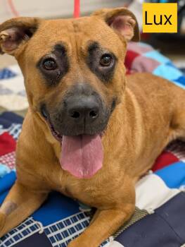 Lux -  Black Mouth Cur Dog for Adoption in Mount Vernon, Ohio - Lux | PetCurious