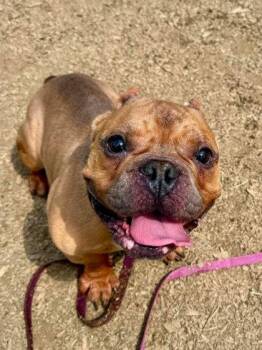 Balmy -  Mixed Breed Dog for Adoption in West Chester, Pennsylvania - Balmy | PetCurious