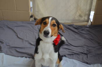 Rescue Labrador Retriever Dogs for Adoption in Mckinney, Texas - Belinda | PetCurious