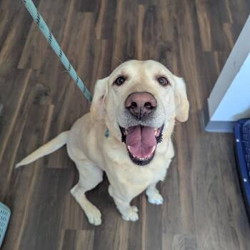 Mixed Breed Dogs Available for Adoption - Whitt | PetCurious