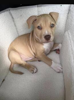 American Bully Dogs Available for Adoption - Moose | PetCurious