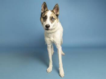 Husky and Mixed Breed Dogs Available for Adoption - SPIRIT | PetCurious
