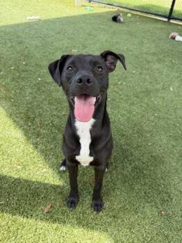 American Staffordshire Terrier and Pit Bull Terrier Dogs Available for Adoption in Daphne, Alabama - Marcie | PetCurious