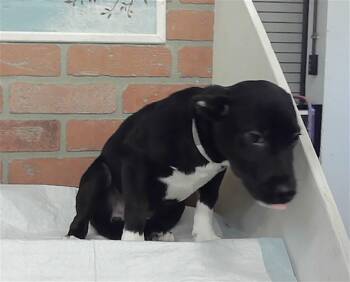 NOVA -  Staffordshire Bull Terrier and Mixed Breed Dog for Adoption in Houston, Texas - NOVA | PetCurious
