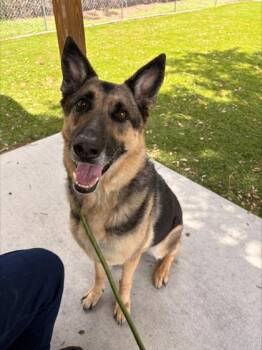 Rae - 2 -  German Shepherd Dog and Mixed Breed Dog for Adoption in Daytona Beach, Florida - Rae - 2 | PetCurious
