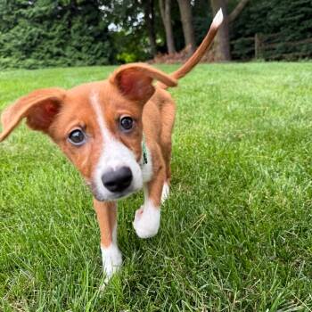 Prince -  Mixed Breed Dog for Adoption in Baldwin, Maryland - Prince | PetCurious