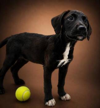 Ashley -  Labrador Retriever and Mixed Breed Dog for Adoption in Bowling Green, Kentucky - Ashley | PetCurious