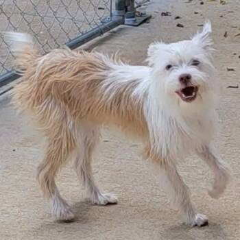 Pippi -  Shih Tzu and Miniature Poodle Dog for Adoption in Athens, Alabama - Pippi | PetCurious