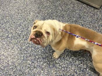 A1922391 -  American Bulldog Dog for Adoption in Thousand Palms, California - A1922391 | PetCurious