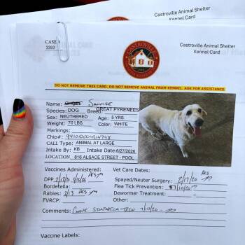 Sammie -  German Shepherd Dog and Great Pyrenees Dog for Adoption in Austin, Texas - Sammie | PetCurious