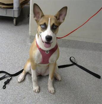 Rescue Ibizan Hound and Mixed Breed Dogs for Adoption in Pasadena, Texas - LULU | PetCurious