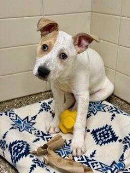 American Bulldog and Great Pyrenees Dogs Available for Adoption - BALSAM | PetCurious