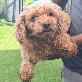 Fancy Nancy 7101 -  Poodle and None Dog for Adoption in Loxahatchee Groves, Florida - Fancy Nancy 7101 | PetCurious