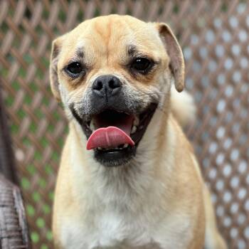 Cindy Lou -  Pug and Beagle Dog for Adoption in High Point, North Carolina - Cindy Lou | PetCurious