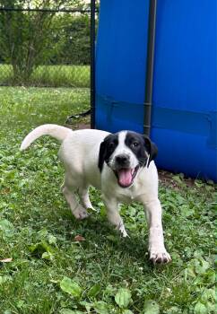 Wellsy -  Mixed Breed Dog for Adoption in Riverdale, New Jersey - Wellsy | PetCurious