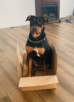 Rescue Rottweiler Dogs for Adoption in Polk, Ohio - Jaxx | PetCurious