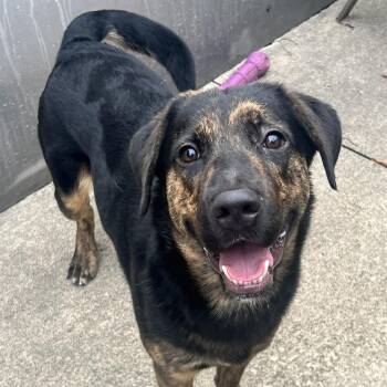 Rescue German Shepherd Dog and Black Labrador Retriever Dogs for Adoption in Chicago, Illinois - Gordon | PetCurious