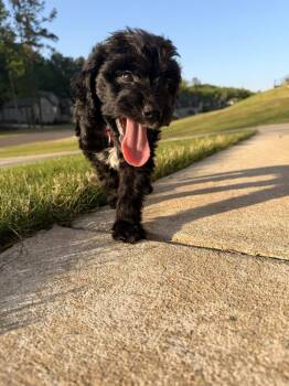 Goldendoodle and Shepherd Dogs Available for Adoption in Indian Springs Village, Alabama - Chad | PetCurious