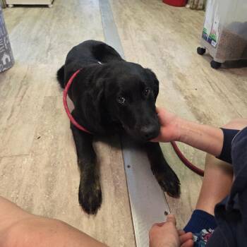 Black Labrador Retriever and German Shepherd Dog Dogs Available for Adoption - Titan | PetCurious