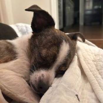 Chihuahua and Mixed Breed Dogs Available for Adoption in Potomac, Maryland - Ezra | PetCurious