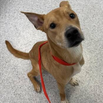 Parker -  Shepherd Dog for Adoption in Des Moines, Iowa - Parker | PetCurious