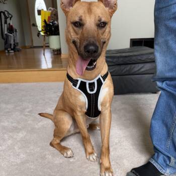 Black Mouth Cur Dogs Available for Adoption in Elkhorn, Wisconsin - Homer  | PetCurious