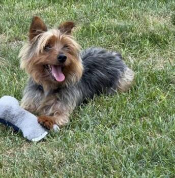 Dinero -  Yorkshire Terrier Dog for Adoption in Taunton, Massachusetts - Dinero | PetCurious