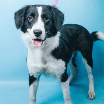 Mira -  Collie Dog for Adoption in Minneapolis, Minnesota - Mira | PetCurious