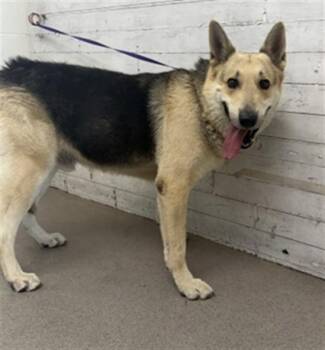 TRIPP -  German Shepherd Dog and Mixed Breed Dog for Adoption in San Bernardino, California - TRIPP | PetCurious