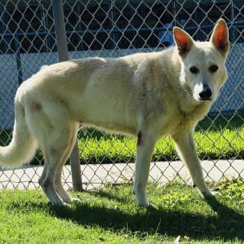 Winter -  Husky Dog for Adoption in Webster, Texas - Winter | PetCurious