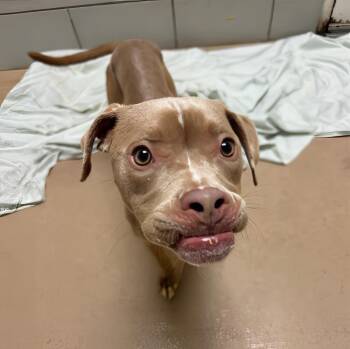 Pesto -  Mixed Breed Dog for Adoption in Nashville, Tennessee - Pesto | PetCurious