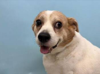 Sinatra -  Parson Russell Terrier and Mixed Breed Dog for Adoption in Woodbury, Minnesota - Sinatra | PetCurious