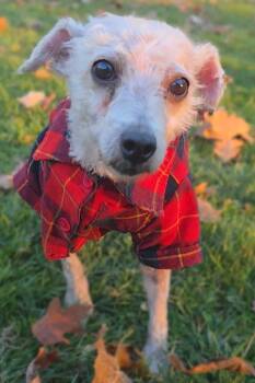 Rescue Poodle Dogs for Adoption - Charlotte | PetCurious