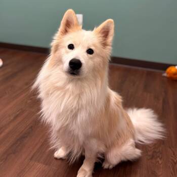 Roscoe (Wookie) -  American Eskimo Dog and Mixed Breed Dog for Adoption in Nashville, Indiana - Roscoe (Wookie) | PetCurious