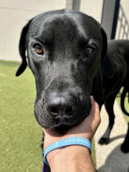 Pocket Change -  Mixed Breed Dog for Adoption in Wichita, Kansas - Pocket Change | PetCurious