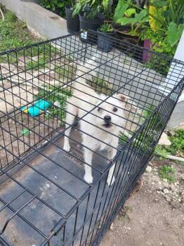 Terrier Dogs Available for Adoption in San Antonio, Texas - BONNIE | PetCurious