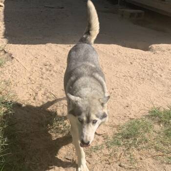 Rescue Husky Dogs for Adoption in Eufaula, Oklahoma - Donald | PetCurious