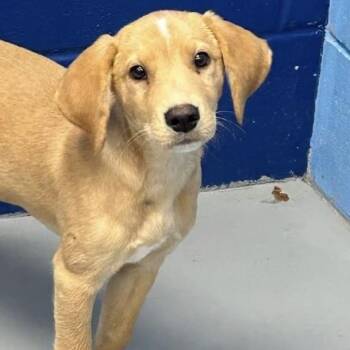 Yara -  Mixed Breed Dog for Adoption in Yaphank, New York - Yara | PetCurious