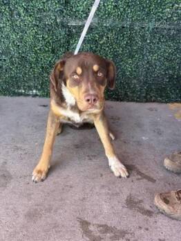 Shepherd and Mixed Breed Dogs Available for Adoption in El Paso, Texas - 61006212 | PetCurious