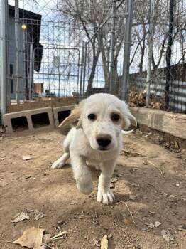 Australian Shepherd and Great Pyrenees Dogs Available for Adoption - Derek | PetCurious