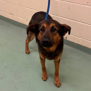 Mixed Breed Dogs Available for Adoption - Lennox | PetCurious