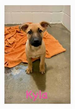 German Shepherd Dog Dogs Available for Adoption in Semmes, Alabama - Kyla | PetCurious