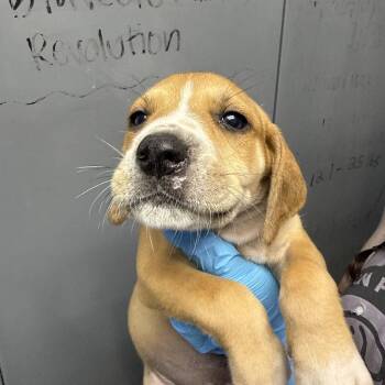 Black Mouth Cur and Treeing Walker Coonhound Dogs Available for Adoption in Hattiesburg, Mississippi - Aviator | PetCurious